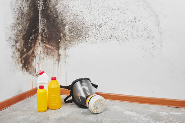 Best DIY Mold Remediation Support Services in Mercerville, NJ