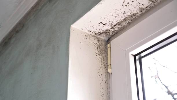 Best Attic Mold Remediation in Mercerville, NJ