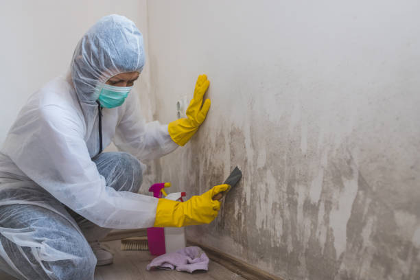 Best Mold Remediation for Schools in Mercerville, NJ