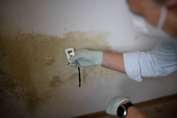 Best Mold Remediation for Specific Building Types in Mercerville, NJ