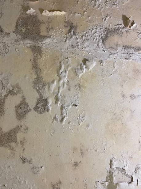 Best Mold Remediation for Schools in Mercerville, NJ
