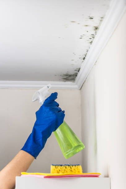 Best Black Mold Remediation in Mercerville, NJ