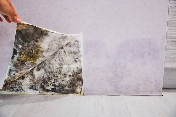 Best Insurance-Related Mold Remediation in Mercerville, NJ